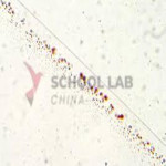 Prepared Microscope Slide - Penicillium: with Hyphae and Conidiospores